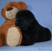 Превью фото № 174009