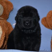 Превью фото № 174010