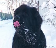 Превью фото № 174023