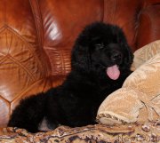 Превью фото № 174040