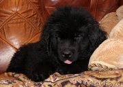 Превью фото № 174041