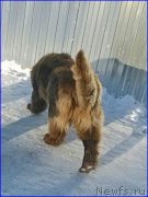 Превью фото № 174045