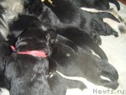 Превью фото № 174055