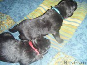 Превью фото № 174064