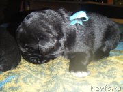 Превью фото № 174070