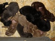 Превью фото № 174119