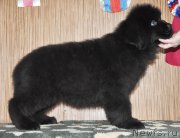 Превью фото № 174120