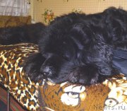 Превью фото № 174131