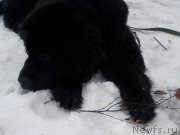 Превью фото № 174175