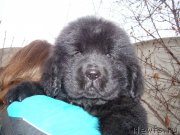 Превью фото № 174182