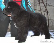 Превью фото № 174185