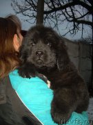 Превью фото № 174186