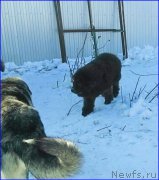 Превью фото № 174193