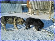 Превью фото № 174194