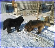 Превью фото № 174195