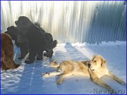 Превью фото № 174197