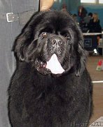 Превью фото № 174245