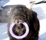 Превью фото № 174264