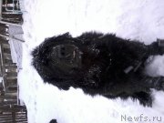 Превью фото № 174285