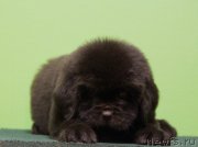 Превью фото № 174299