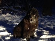 Превью фото № 174335