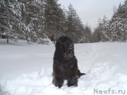 Превью фото № 174340