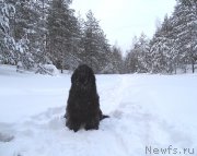 Превью фото № 174352