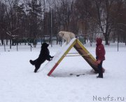 Превью фото № 174370