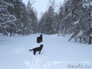 Превью фото № 174373