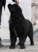 Превью фото № 174396