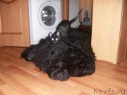 Превью фото № 174399