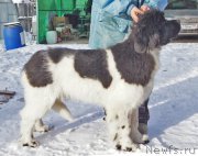 Превью фото № 174414