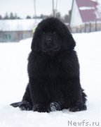 Превью фото № 174462