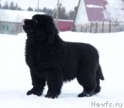 Превью фото № 174464