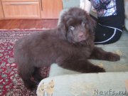 Превью фото № 174502