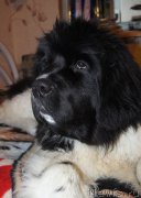 Превью фото № 174525