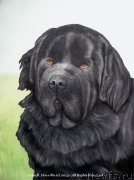 Превью фото № 174707