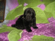 Превью фото № 174765