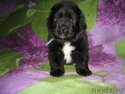 Превью фото № 174785