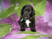 Превью фото № 174786