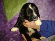 Превью фото № 174800