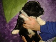 Превью фото № 174801