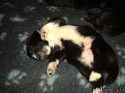 Превью фото № 174802