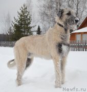 Превью фото № 174859