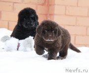 Превью фото № 174861