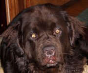 Превью фото № 174896