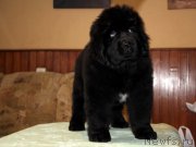 Превью фото № 174951