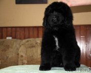 Превью фото № 174953