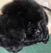 Превью фото № 174957