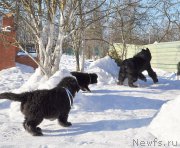 Превью фото № 175010